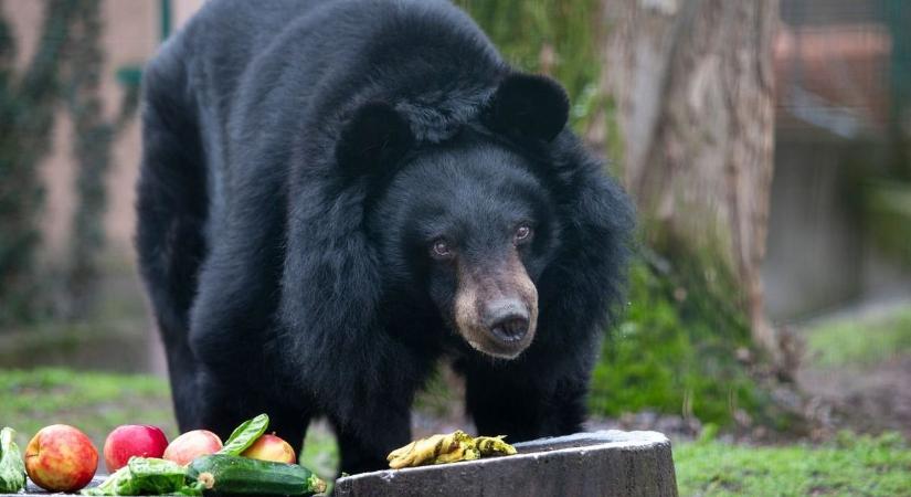 Hihetünk a medve jóslatának? – bizakodásra ad okot Lucky megérzése