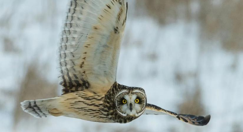 Baglyok lepték el fényes nappal egy magyar város fáit