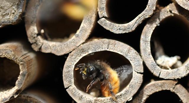 MME: február végéig érdemes kihelyezni a beporzó rovarok védelmét segítő méhecskehoteleket