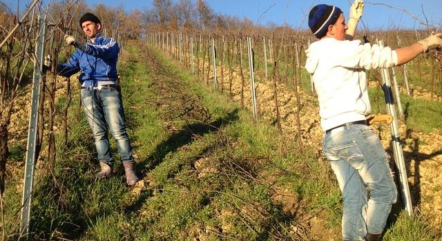 Már a második legnépszerűbb szőlész-borász képző intézmény az országban a Tokaj-Hegyalja Egyetem