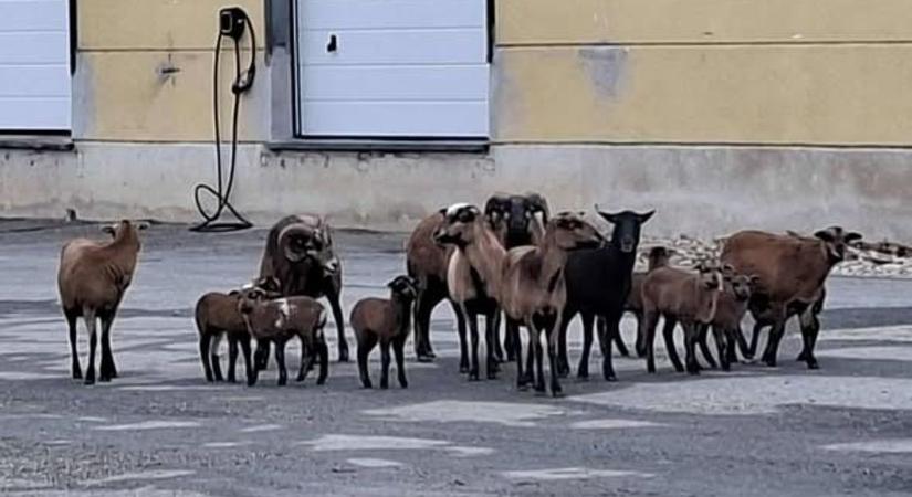 Elszabadult juhnyáj keltett feltűnést Szombathelyen