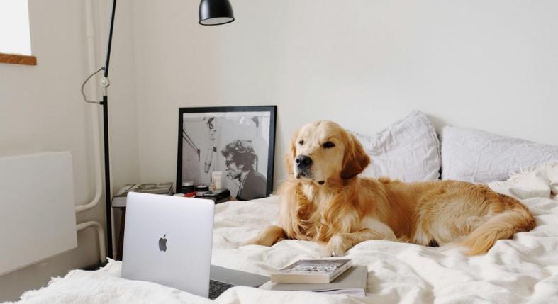 Lakásban él a kutyád, ezért kihagyod a bolha elleni védelmet? Nagy hiba!