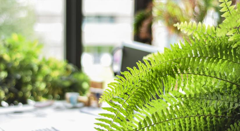 A páfrány így marad életben a legszárazabb lakásban is