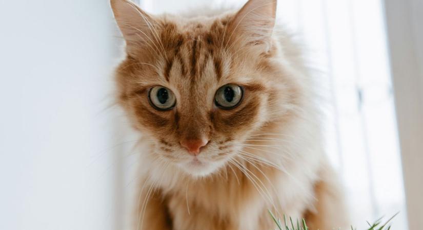 Mit árul el rólad, ha nem szereted a macskákat?