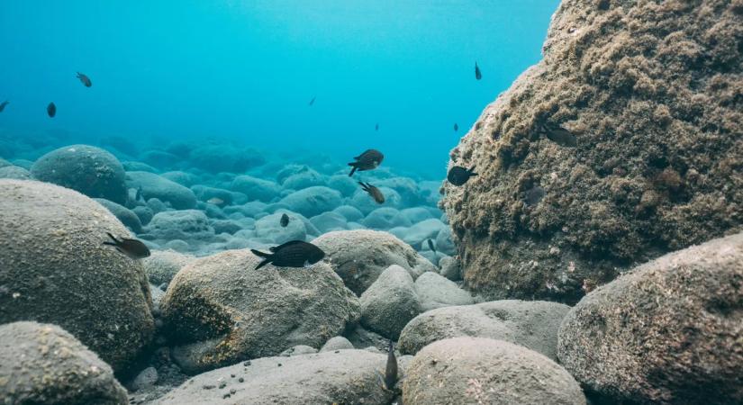 Kiderült, mi okozhatta a földtörténet egyik legdrámaibb kihalását