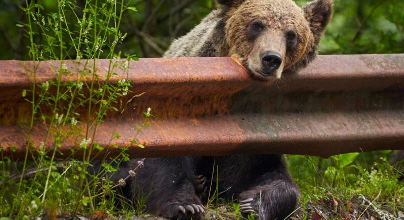 Leadta a vészjelzést egy nógrádi polgármester: medve nyomaira bukkantak a település környékén
