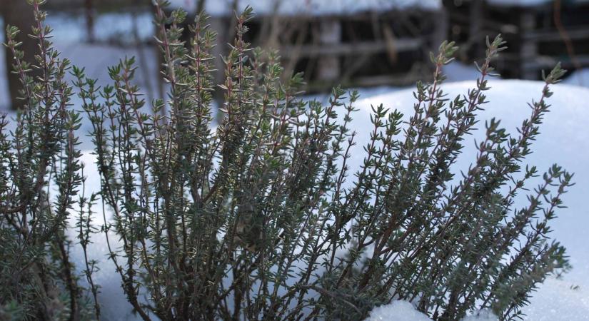 Leszedjük-e a magaságyásokról a hótakarót?