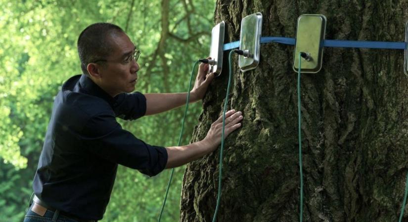 Enyedi Ildikó új filmje után másképp nézünk a fákra és a bokrokra