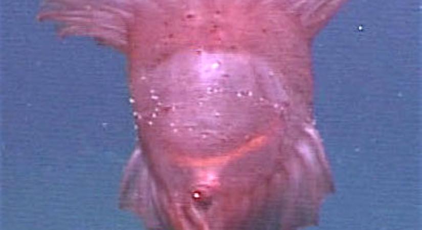 Elképesztően ritka felvétel készült egy fejetlen csirkeszörnyről