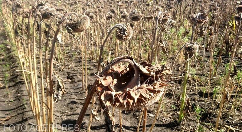 Aszályos idők: mezőgazdaság a frontvonalban – Vízből egyre kevesebb