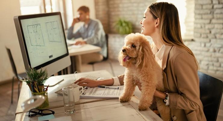 Kutyabarát munkahely? Csak akkor működik, ha ezeket a szabályokat betartják