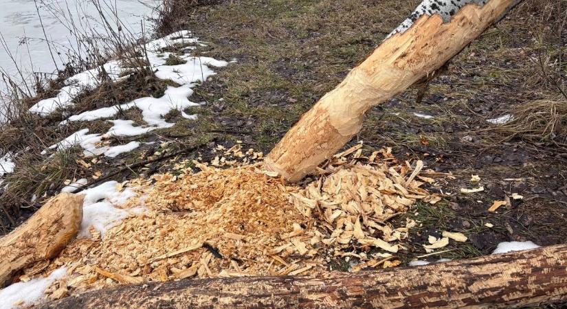 Elképesztő, amit ezek a rágcsálók művelnek Szedresnél (fotók)