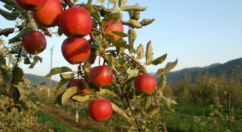 Az agrártárca megvédi a magyar almát, amely szerinte biztonságos és kiváló minőségű