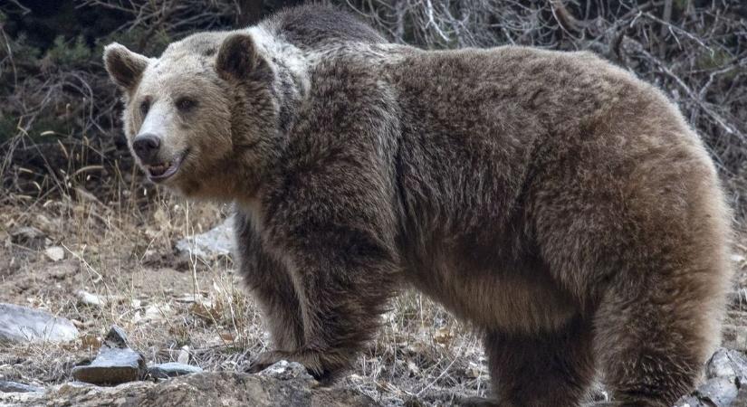 Szemtől szemben a medvével: Let The Sunshine In...