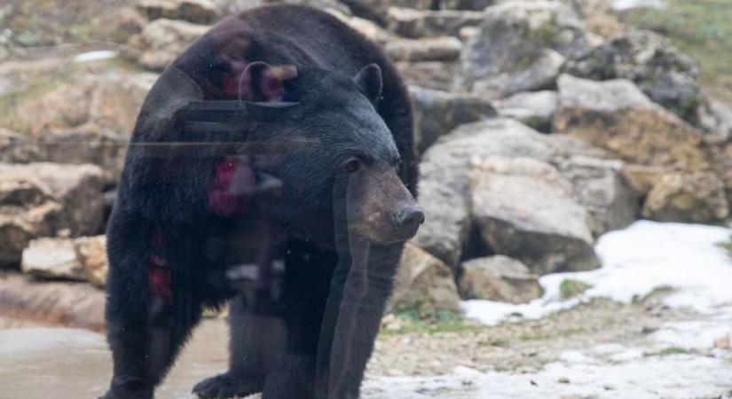 Kibújt a medve a barlangjából: kiderült, meddig tart a tél - fotók