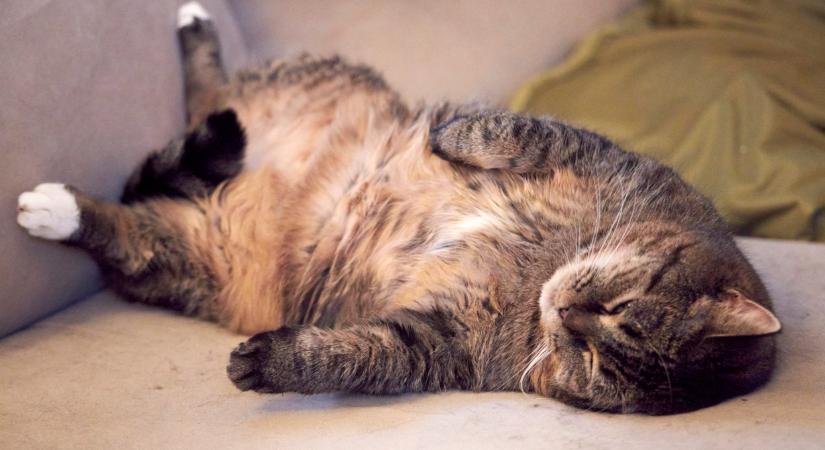 Hamarosan érkezik a háziállatok csodagyógyszere? Már elindult a kísérlet