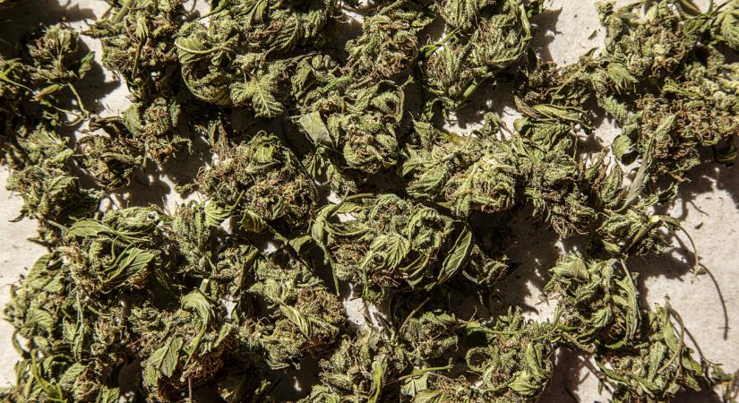 Egy kábítószer miatti kutatás közben hirtelen betoppant egy második jómadár is