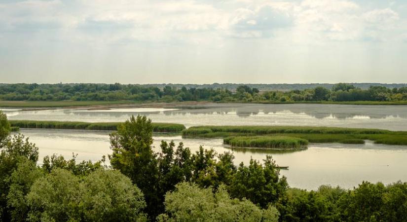 Furcsa élőlényt azonosítottak a Tiszában: különös állat telepedett meg a vízben Szolnoknál