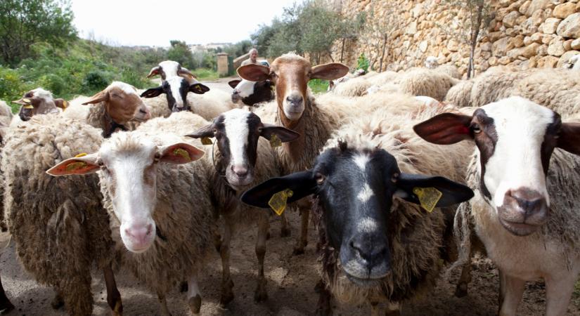 Kecskére a káposztát?! Juhnyáj sétált be egy szombathelyi kertészetbe, meglepődtek a tulajok