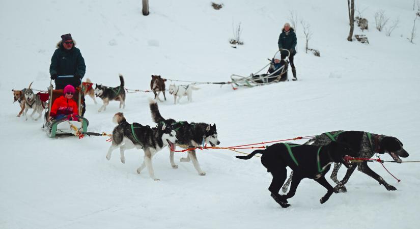 Magyar befutója is volt a harmadik kutyaszánhúzó versenynek Sztracenán