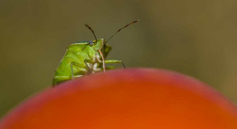 Ez a tél sem irtja ki a kártevőket