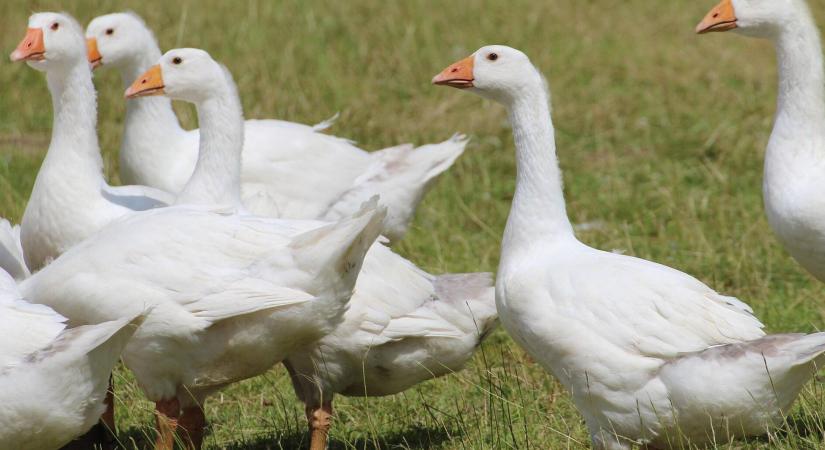 Több haszon ludanként? A takarmányon múlik!