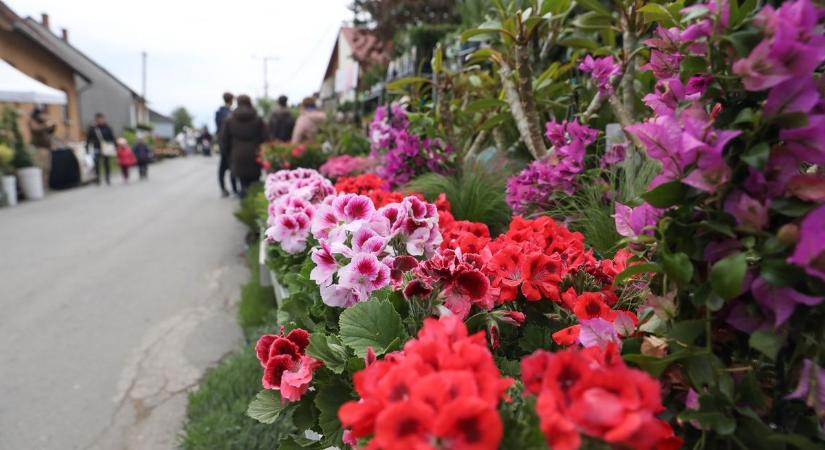 Megvan a 2026-os Herényi Virágút időpontja