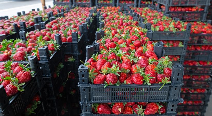 Hihetetlen: 8 tonnás hozam hektáronként, és a minőségre sincs panasz