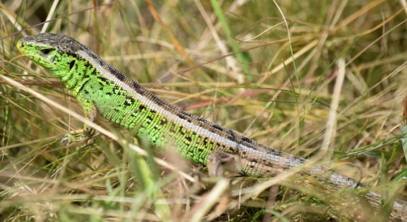 Színes és veszélyeztetett: a fürge gyík lett a 2026-os év hüllője