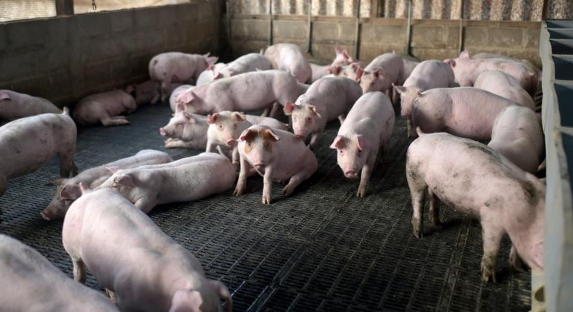 Lehullott a lepel: ez történik valójában az európai sertéspiacon
