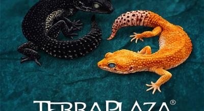 Terra Pláza, 2026. február 15.