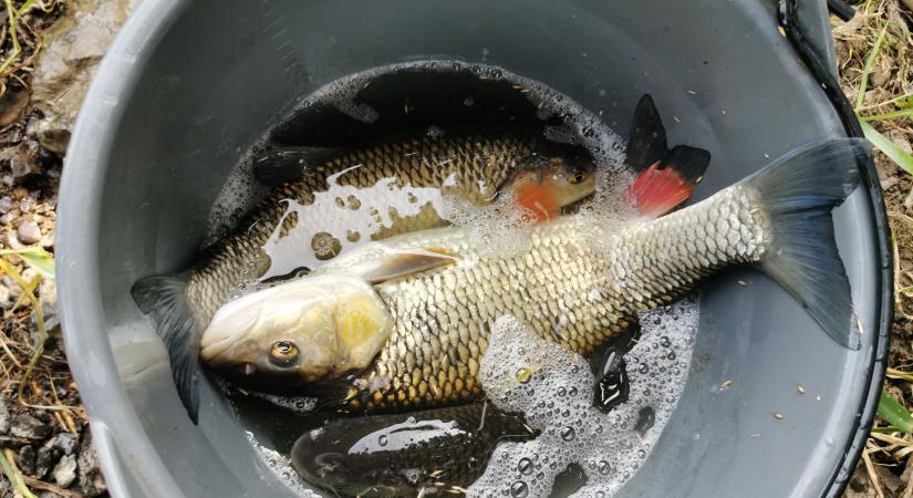 Nemcsak halakat veszítettünk: különösen fájó a Sajó szennyezése