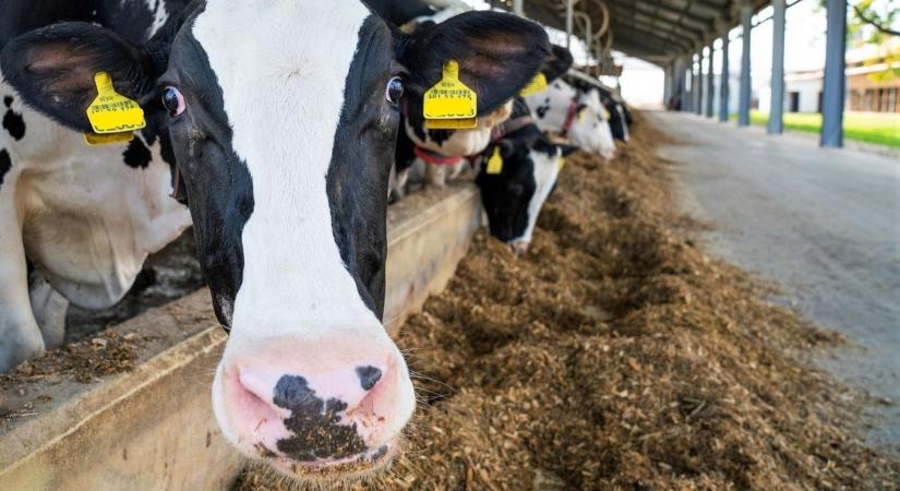 „Nem mondhatjuk a tehénnek, hogy ne termeljen tejet, mert alacsony a világpiaci ára” – az év második felére rendeződhet a helyzet az agráriumban az MBH szakemberei szerint