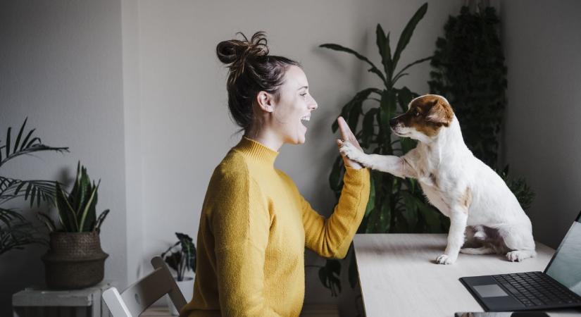 A tudósok megtalálták a legjobb módszert, hogy hogyan beszéljünk a kutyánkkal