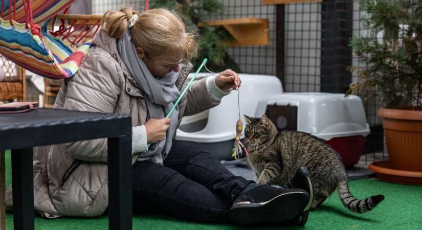„Egy lakás árát költöttük rá” – saját pénzükből építették fel a tatai cicaotthont fotók, videó