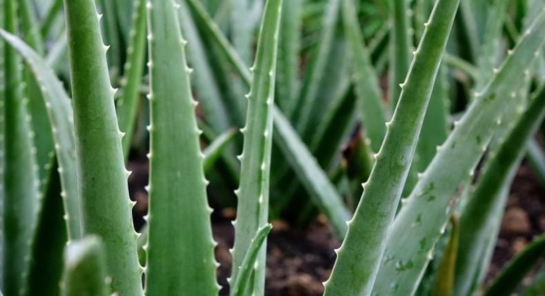 Aloe vera téli gondozása: mutatjuk, mire kell figyelni