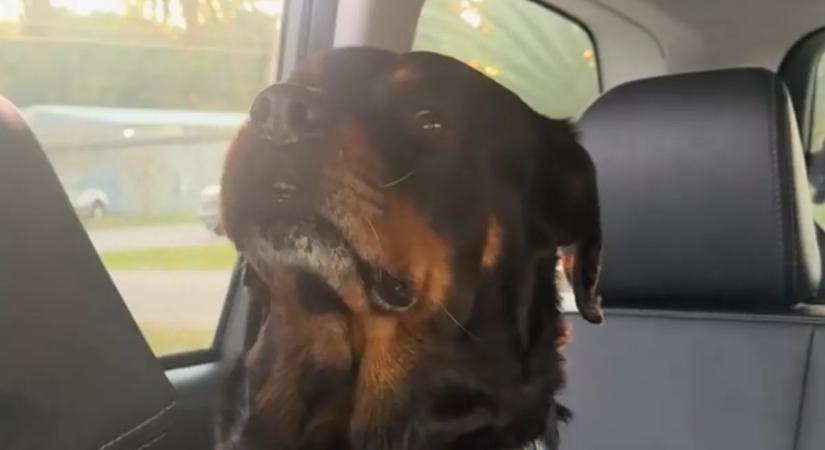 Visszaviszi Emma a kutyát a menhelyre: a reakciója szívszorító