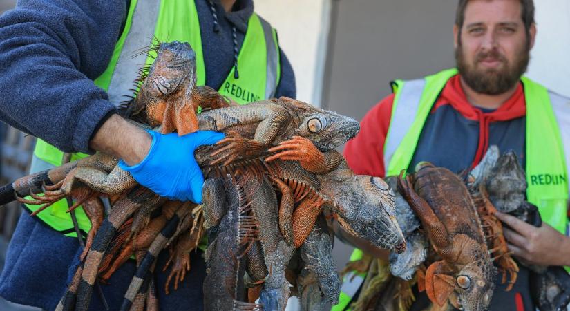 Leguánok hullanak az égből Floridában: a rendkívüli hideg az élővilágot is veszélyezteti