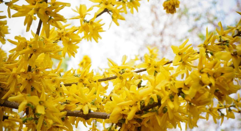 Illatos február a kertben: a legkorábban nyíló virágok listája