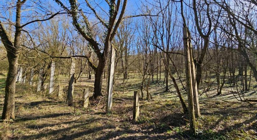 Nem kell börtönbe mennie a polgármesternek, akinek a gyerekei negyedáron jutottak hozzá önkormányzati földekhez