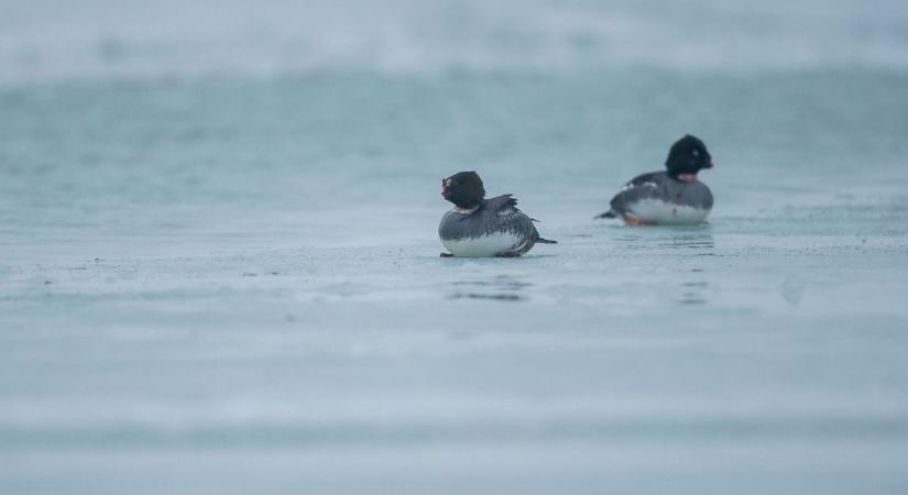 Ijesztő fotók készültek a Balatonnál: csőr nélküli récéket vettek észre a déli parton