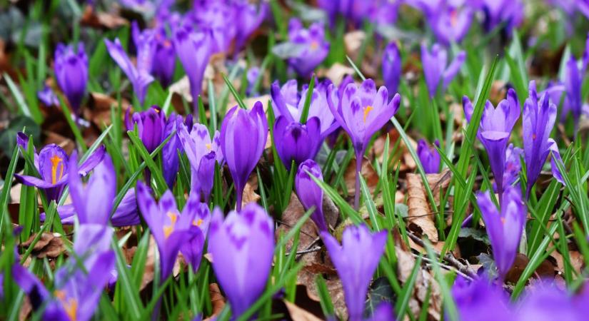 A februári időjárás meglepetéseket tartogat – mit lát az AI a kristálygömbben?