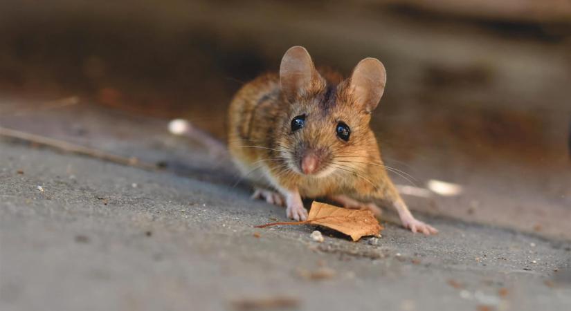 132 milliárdos kárt okoztak a rágcsálók, csődbe mehet egy brit internetszolgáltató