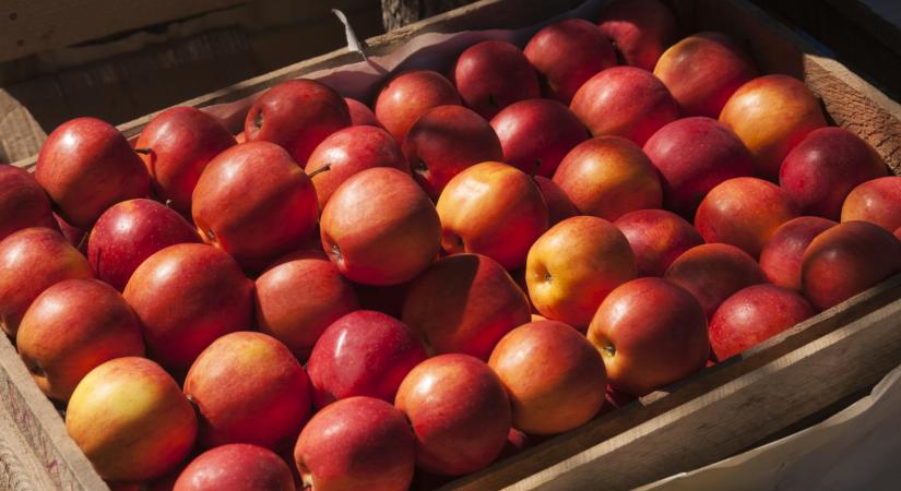Most akkor mérgező a magyar alma, vagy nem? - Megérkezett a hivatalos válasz