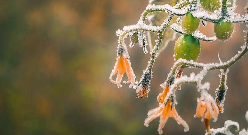 Megsemmisült ültetvények: letarolta a fagy a napsütésről és melegről híres államot