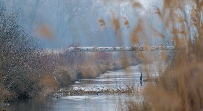 Víz, madarak, hódok – a téli madárszámlálás tanulságai a Csallóközben