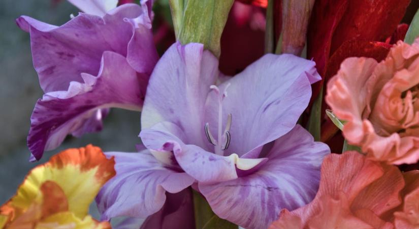 5 virág, amit februárban mindenképpen el kell ültetni a kertben