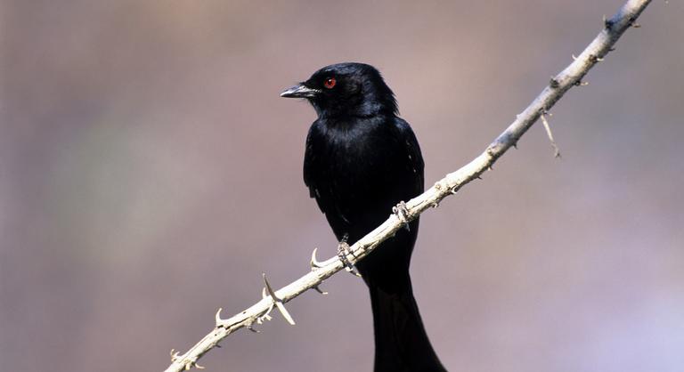 Rutinból szívat más állatokat a világ legzsiványabb madara