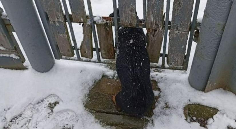 Rendhagyó mentőakció zajlott az utcán, mindent megtettek a kutyaszorítóba került kis kedvenc kiszabadításáért