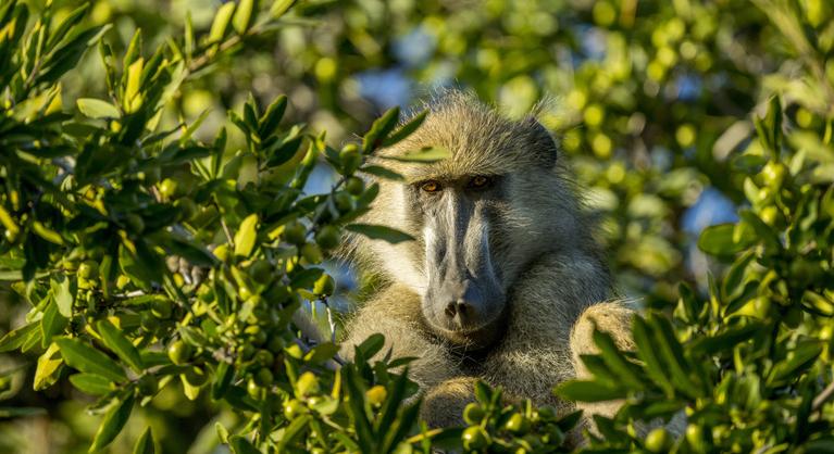 Olyan helyről másolhatnánk a valódi béke receptjét, ahol a zsarnokság sem ritka